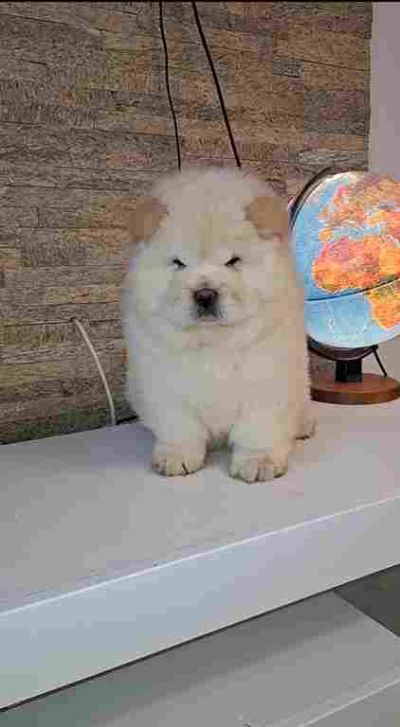  chow chow